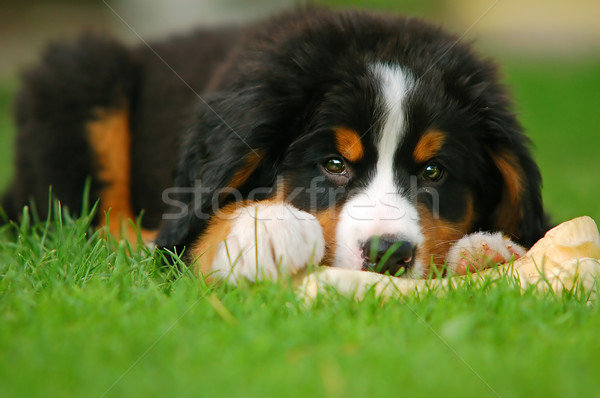 Amigo retrato cachorro bernese mountain dog cão fundo Foto stock © photocreo