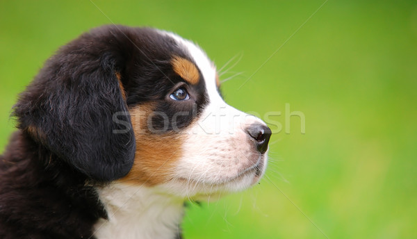 Stock photo: Portrait of Bernese mountain dog