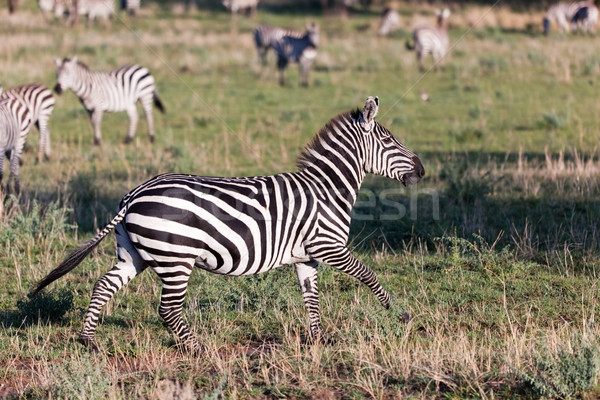 Zebra african Savanne Afrika Safari Serengeti Stock foto © photocreo