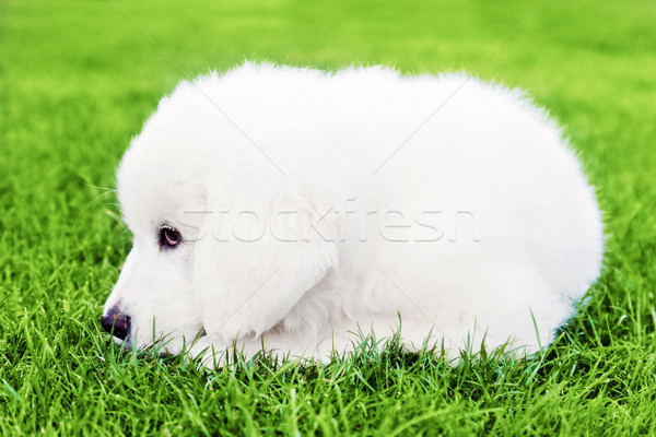 Photo stock: Cute · blanche · chiot · chien · herbe · chien · de · berger