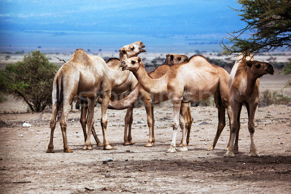 Grupo camelos África árvore deserto verão Foto stock © photocreo