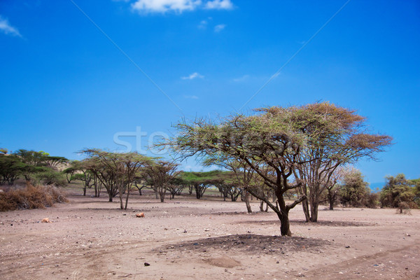 Savannah landscape in Tanzania, Africa Stock photo © photocreo