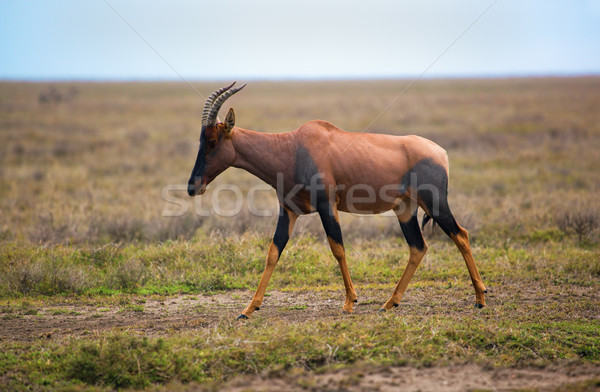 Topi on savanna in Serengeti, Africa Stock photo © photocreo