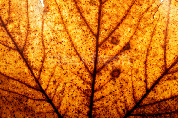 Rot gelb Herbst Ahornblatt natürlichen Struktur Stock foto © photocreo