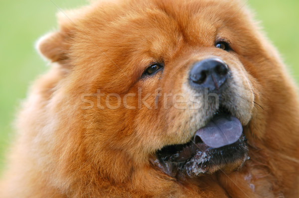Portrait of Chow Chow Dog Stock photo © photocreo