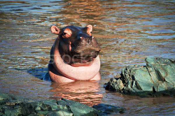 Nilpferd Nilpferd Fluss Serengeti Tansania Afrika Stock foto © photocreo