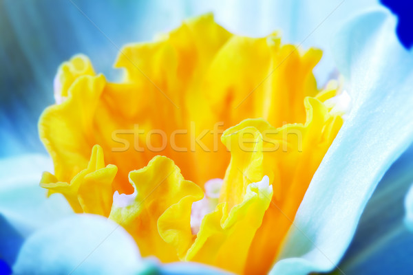 Macro image of spring flower, jonquil, daffodil. Stock photo © photocreo