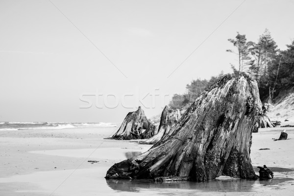 Rok starych drzewo plaży burzy Zdjęcia stock © photocreo