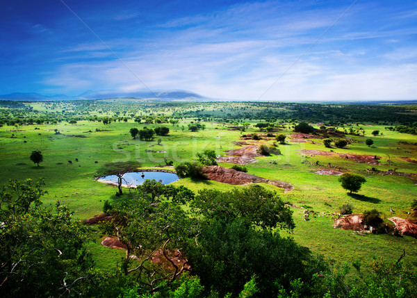 Savanne bloeien Tanzania afrika panorama serengeti Stockfoto © photocreo