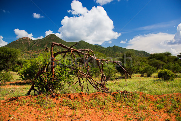 Bush and savanna landscape. Tsavo West, Kenya, Africa Stock photo © photocreo