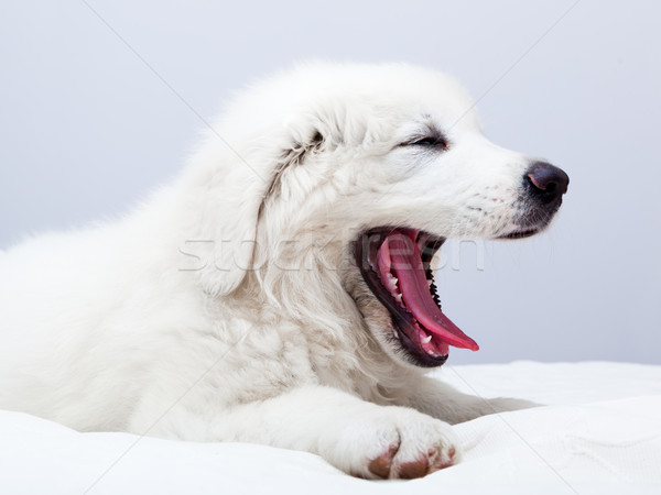 Aranyos fehér kutyakölyök kutya ágy ásít Stock fotó © photocreo