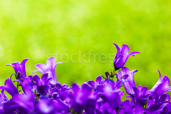 Fresh flowers close-up on grass natural background. Stock photo © photocreo