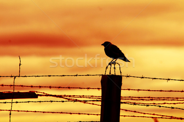 Bird sitting on prison fence Stock photo © photocreo