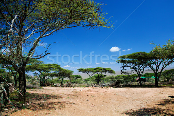 саванна пейзаж Африка Серенгети Танзания деревья Сток-фото © photocreo