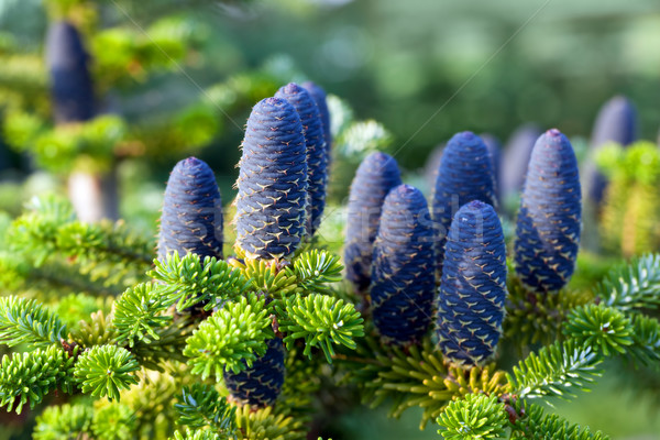 Caucasian fir tree cones close-up.  Stock photo © photocreo