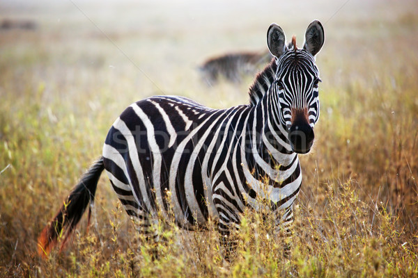 斑馬 肖像 非洲的 稀樹草原 野生動物園 塞倫蓋蒂 商業照片 © photocreo