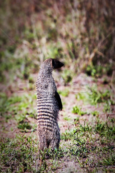 Mongoose standing. Safari in Serengeti, Tanzania, Africa Stock photo © photocreo