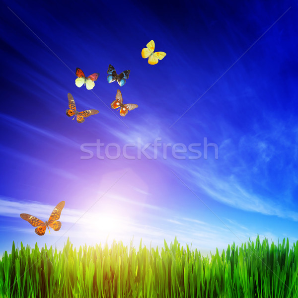 High resolution image of fresh green grass, flying butterflies and blue sky Stock photo © photocreo