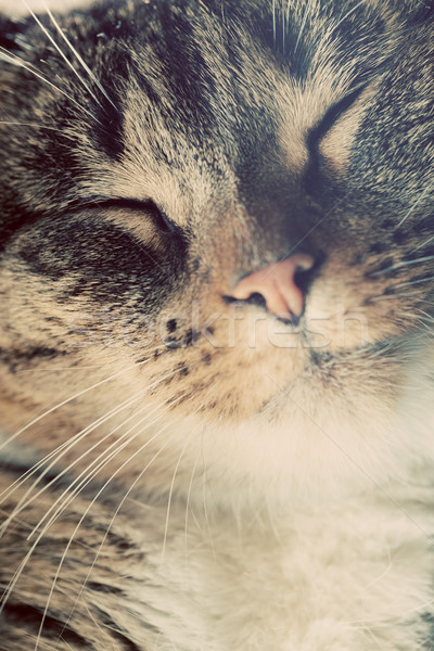 Cute small cat portrait. Eyes closed in sleepy, happy time. Stock photo © photocreo