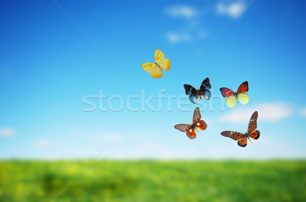 Colorful buttefly spring field Stock photo © photocreo