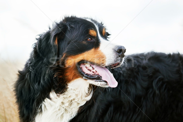Stock foto: Berner · Sennenhund · Porträt · Erwachsenen · reinrassig · Hälfte · Körper