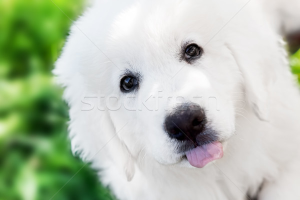 Cute white puppy dog portrait. Polish Tatra Sheepdog Stock photo © photocreo