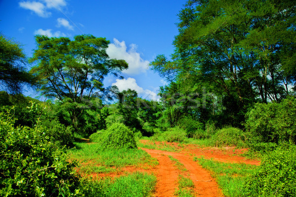 Red ground road, bush with savanna. Tsavo West, Kenya, Africa Stock photo © photocreo