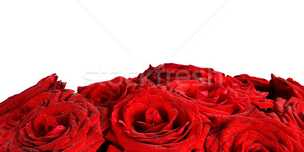 Red wet roses flowers isolated on white background. Stock photo © photocreo