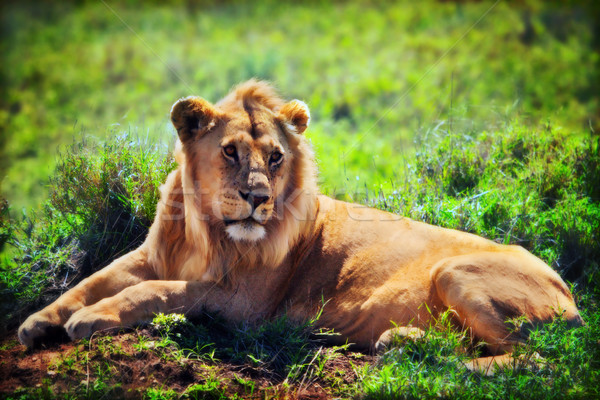 Young adult male lion on savanna. Safari in Serengeti, Tanzania, Africa Stock photo © photocreo