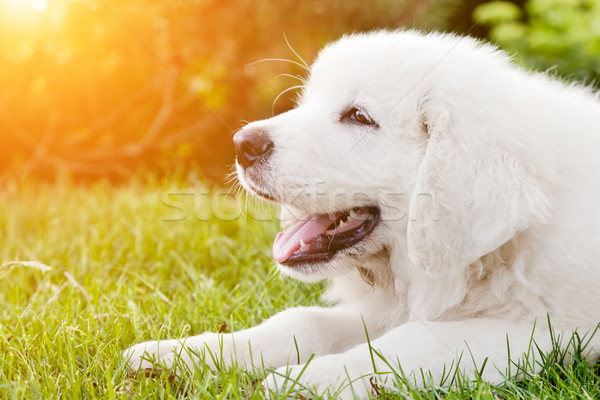 Stock foto: Cute · weiß · Welpen · Hund · Gras · Schäferhund