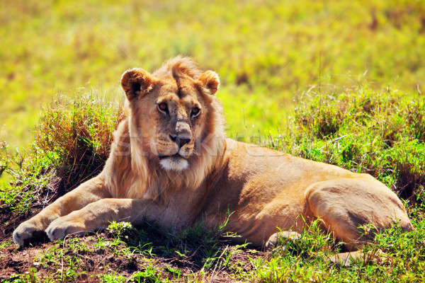мужчины лев саванна Safari Серенгети Сток-фото © photocreo
