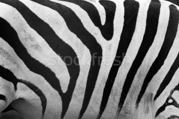 Zebra patroon zwart wit echt Stockfoto © photocreo