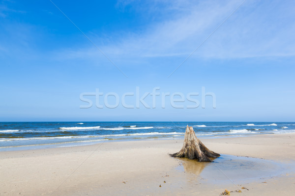 Anni vecchio albero spiaggia tempesta Foto d'archivio © photocreo