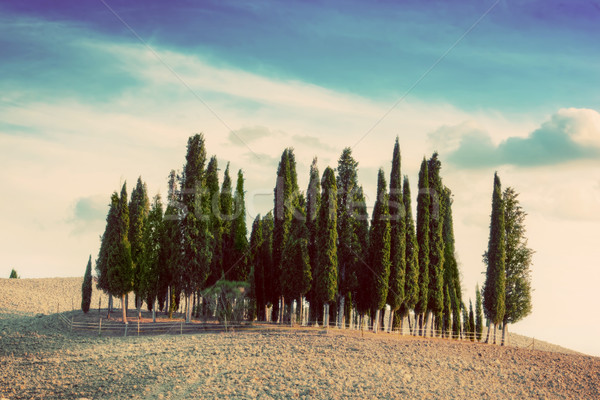 Cypress trees on the field in Tuscany, Italy at sunset. Vintage Stock photo © photocreo