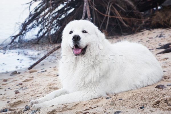 Psa ciało zimą Zdjęcia stock © photocreo