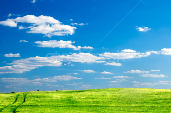 Nyár mező tájkép zöld kék ég felhők Stock fotó © photocreo