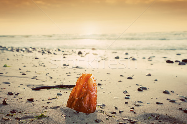 Amber stone on the beach. Precious gem, treasure. Baltic Sea Stock photo © photocreo