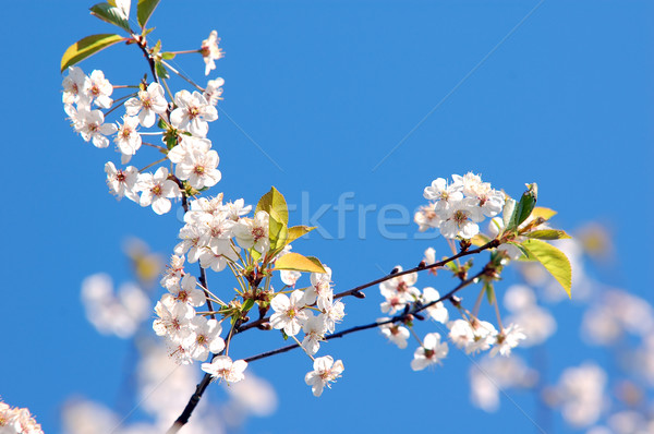 春 ツリー 咲く 空 花 ストックフォト © photocreo