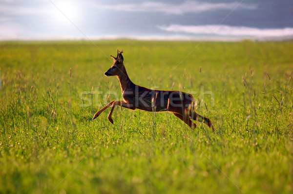 Animal background. Roe-deer Stock photo © photocreo