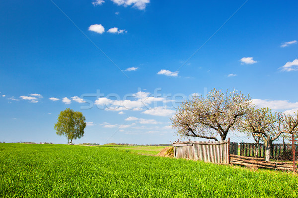 Countryside landscape during spring with solitary trees and fence Stock photo © photocreo