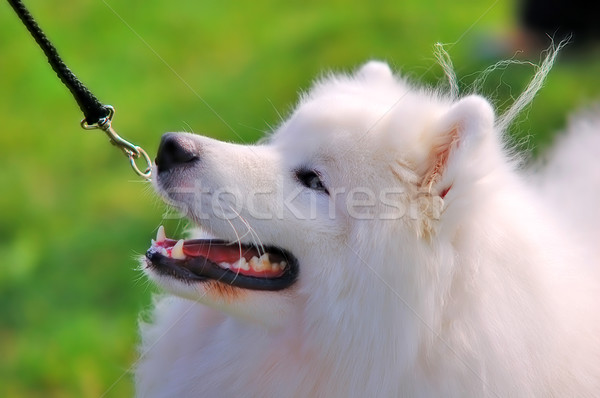 Portrait of beautiful dog  Stock photo © photocreo