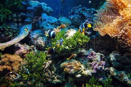 Underwater scene Stock photo © photocreo