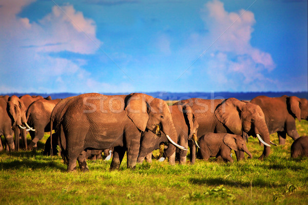 Слоны саванна Safari Кения Африка Сток-фото © photocreo