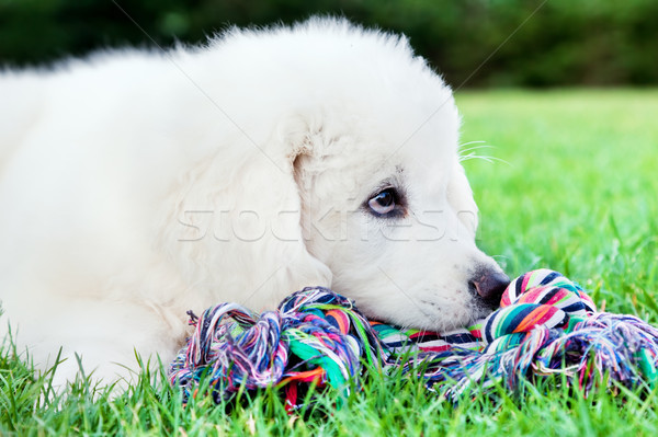 Cute white puppy dog lying on grass. Polish Tatra Sheepdog Stock photo © photocreo