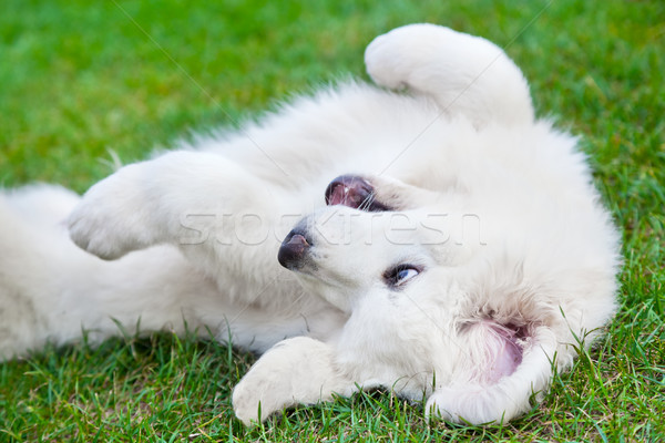 Cute white puppy dog playing on grass. Polish Tatra Sheepdog Stock photo © photocreo