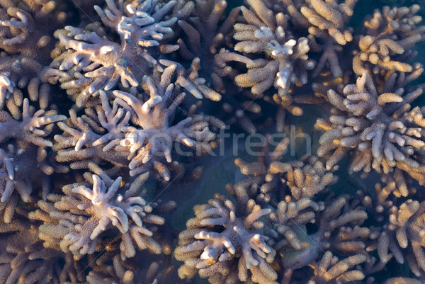 Sarcophyton corals Stock photo © photohome