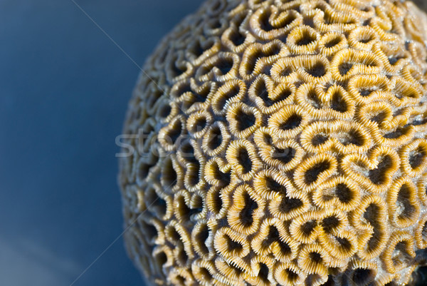 Star coral Dichocoenia Stock photo © photohome