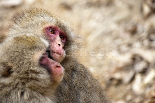 Par pequeno macacos parque fechar dois Foto stock © photohome