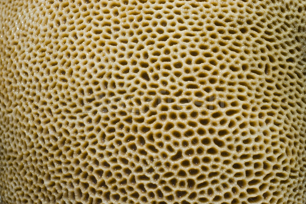 Koraal oppervlak macro afbeelding Geel Stockfoto © photohome