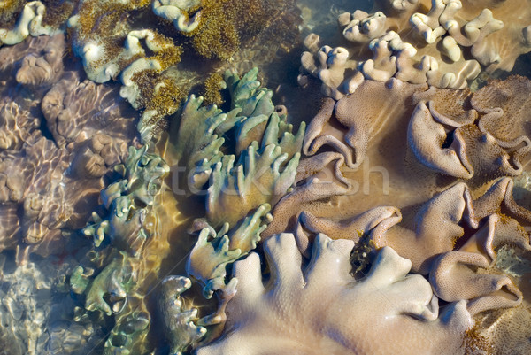 soft coral assortment Stock photo © photohome